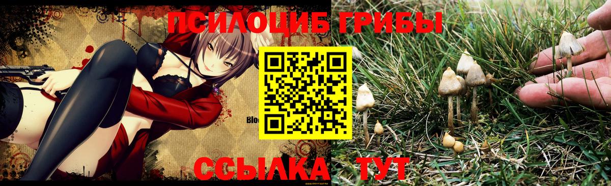 Галлюциногенные грибы Cubensis Рославль